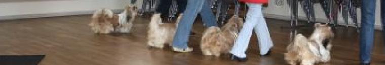 Shih Tzu Danmark